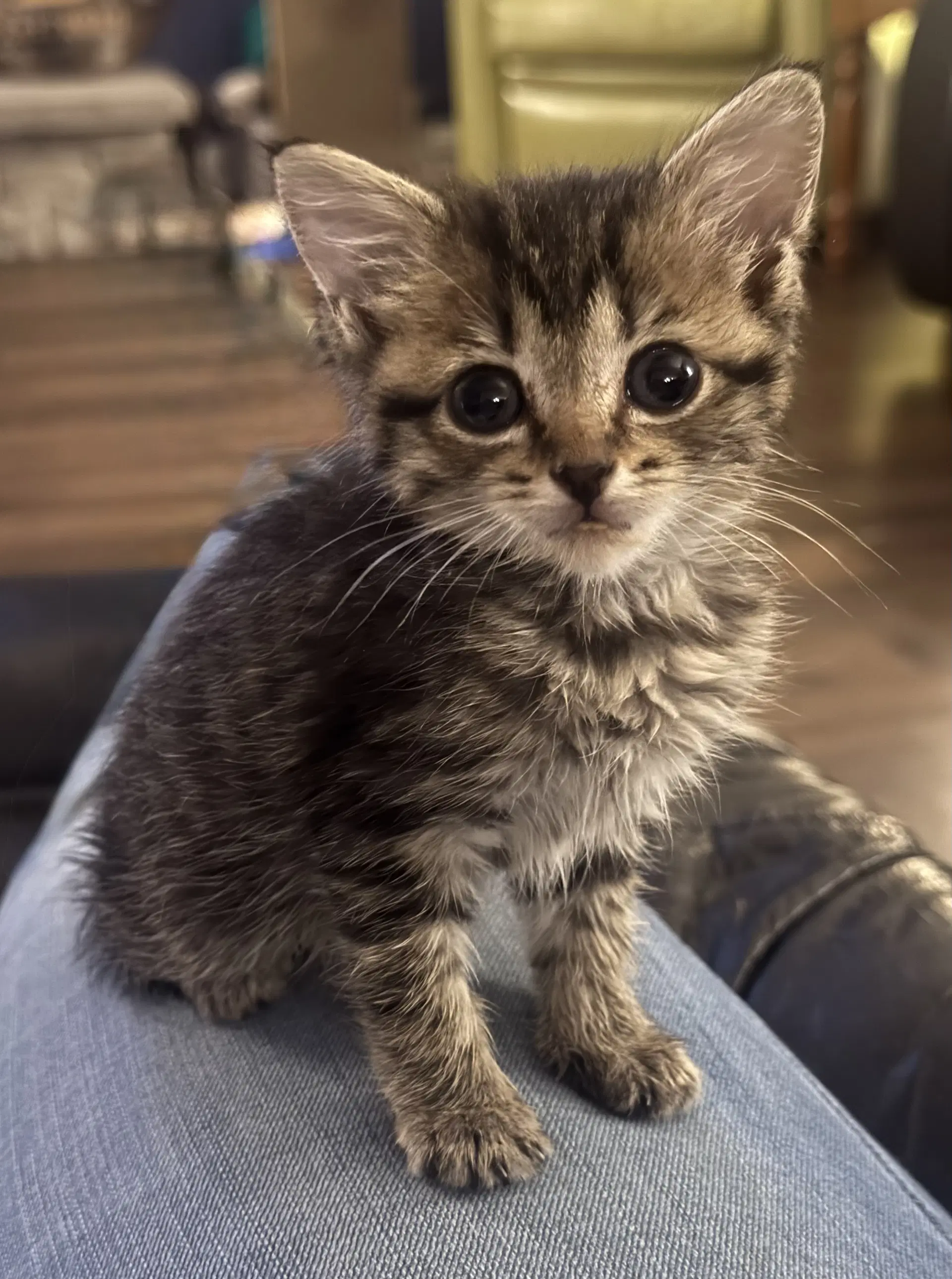 Valerie - Tabby