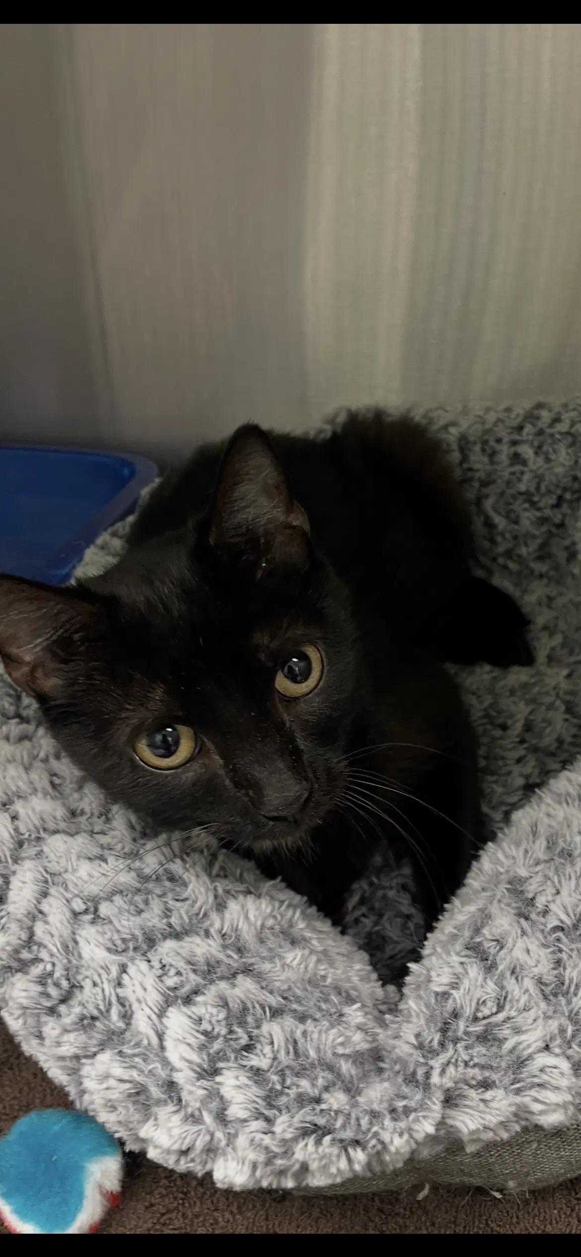 Medela - Domestic Short Hair
