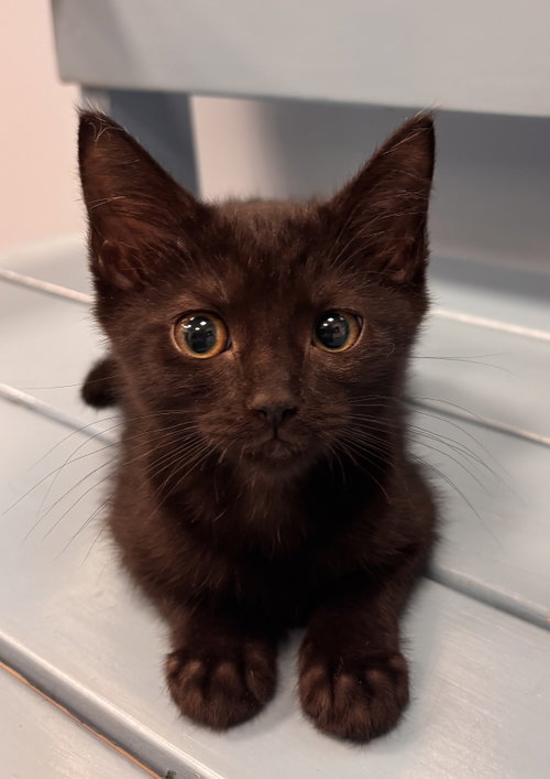 Rye