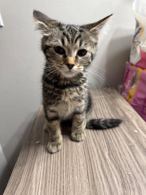Wilbur