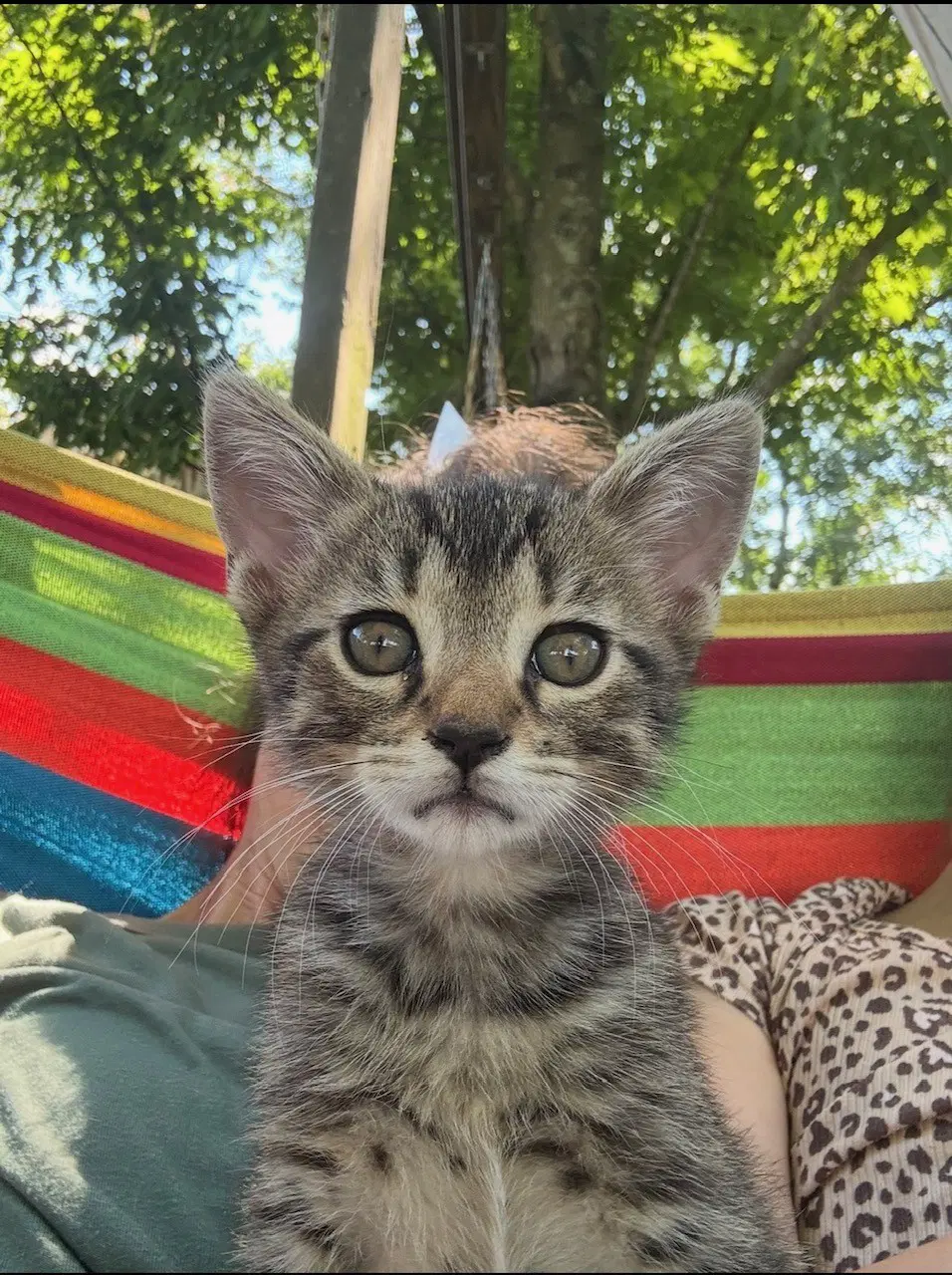 Bubba - Bobtail