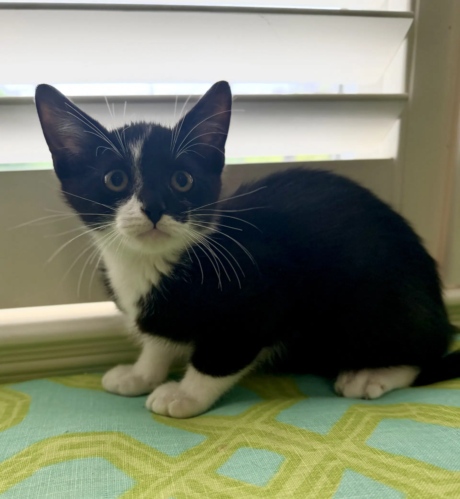 Mercury - Tuxedo