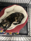 Ozzy - Must Apply in Person !
