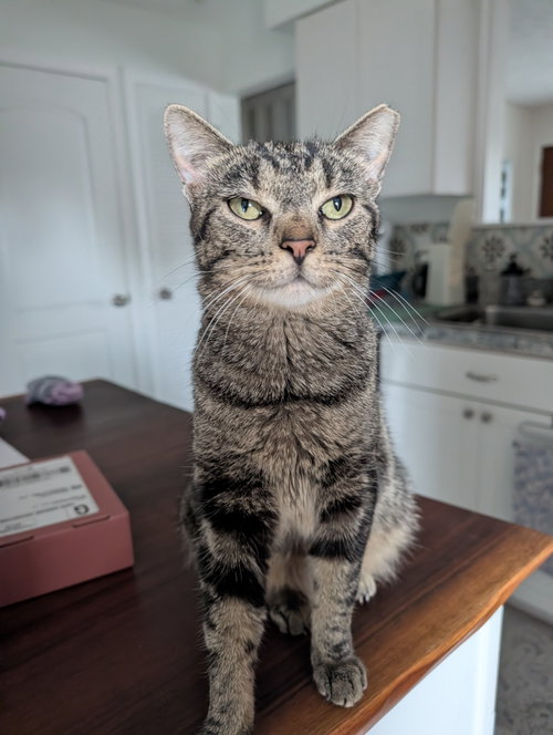 Dolly Purrton photo 4