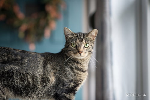 Dolly Purrton