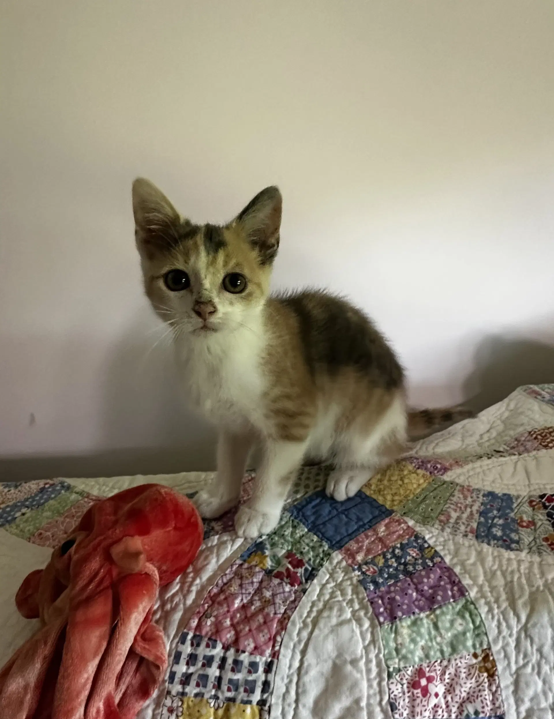 Serengeti Empress - Calico