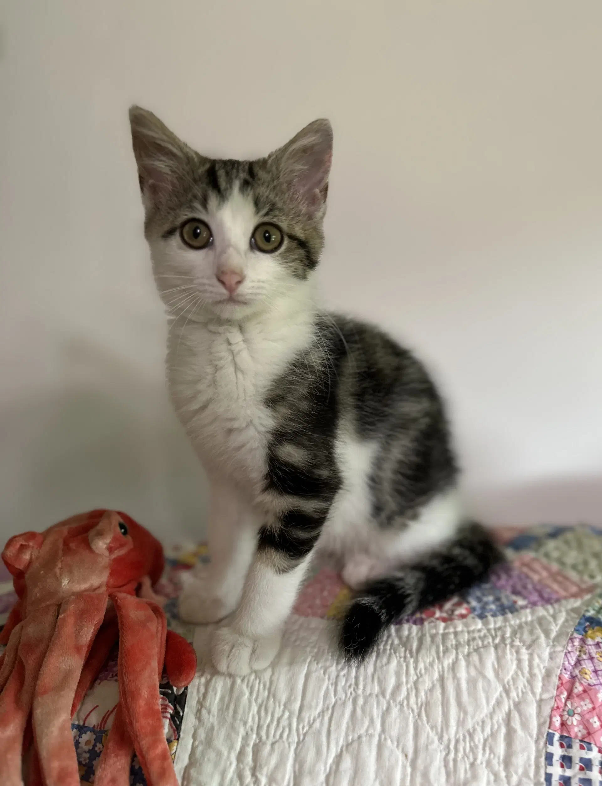 Plum Pretty - Tabby