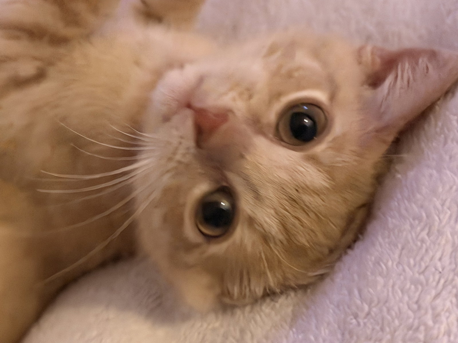 Gouda, Tabby