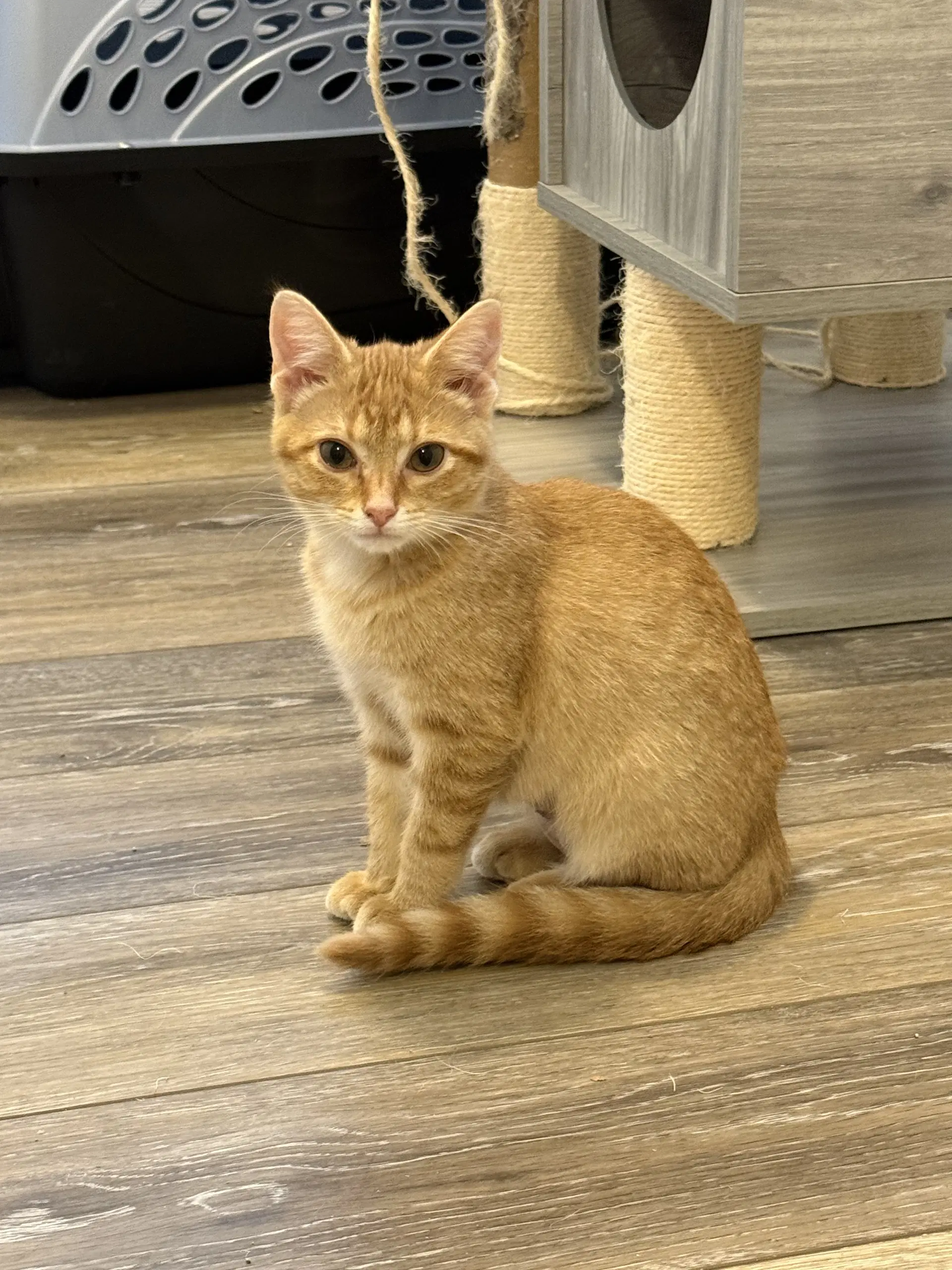 Colby - Tabby