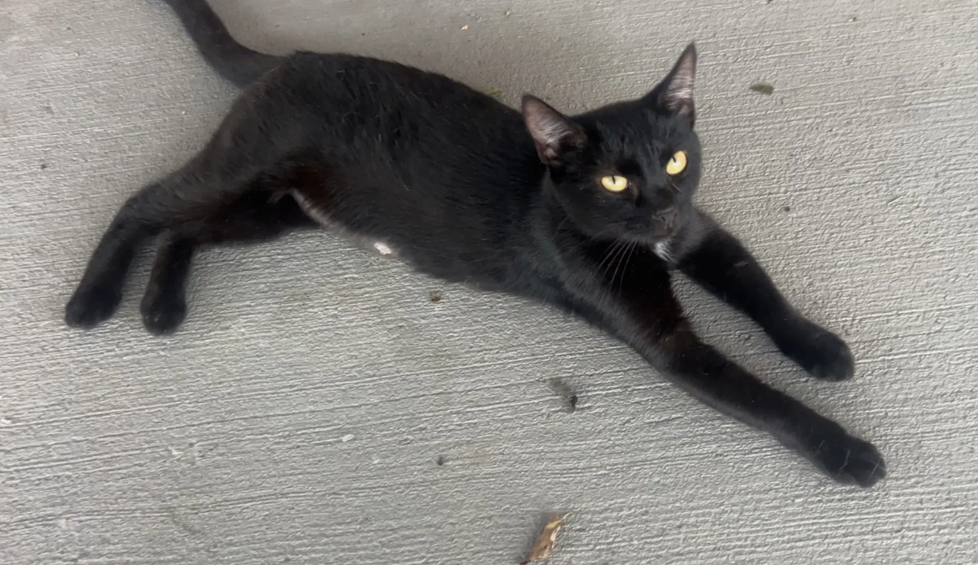Malia - Domestic Short Hair