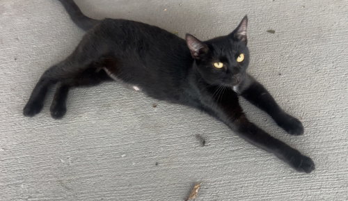 Malia, a cat for adoption from Scott County Humane Society