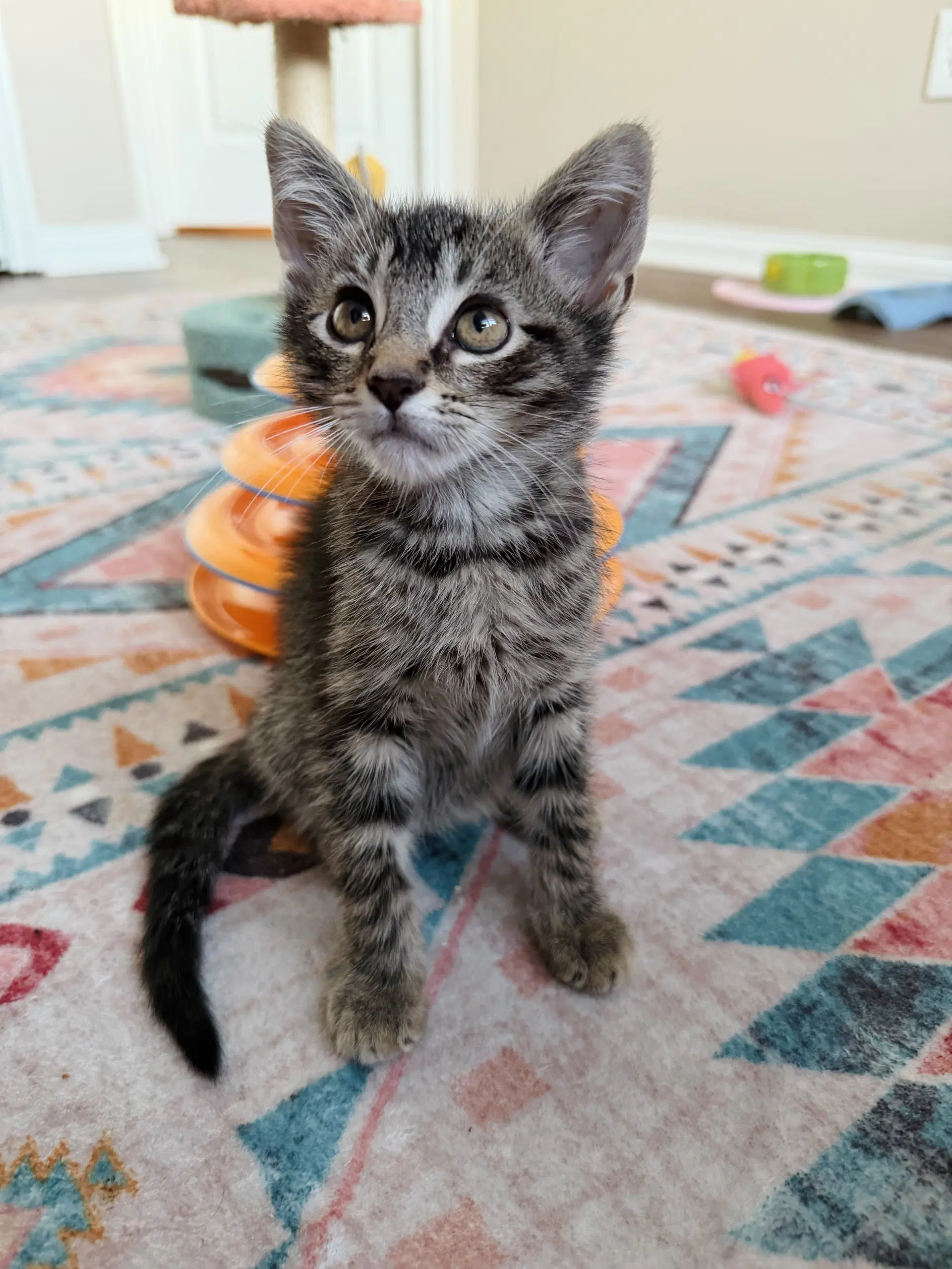 Matteo - Tabby