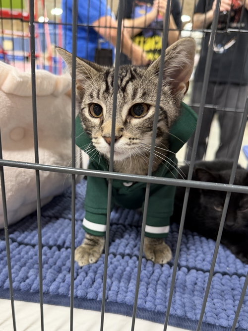 Matteo, a cat for adoption from Scott County Humane Society