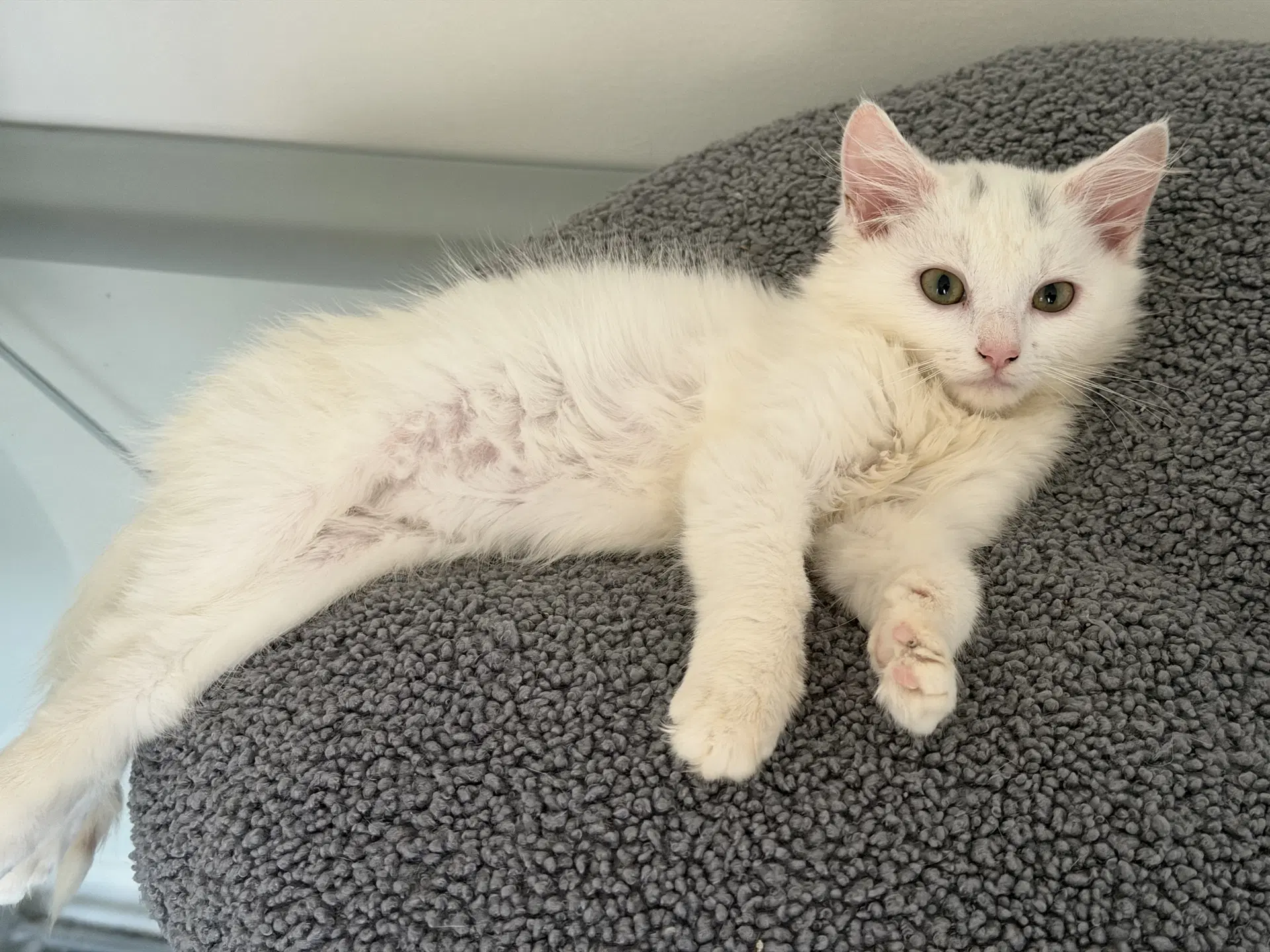 Cloud - Domestic Medium Hair