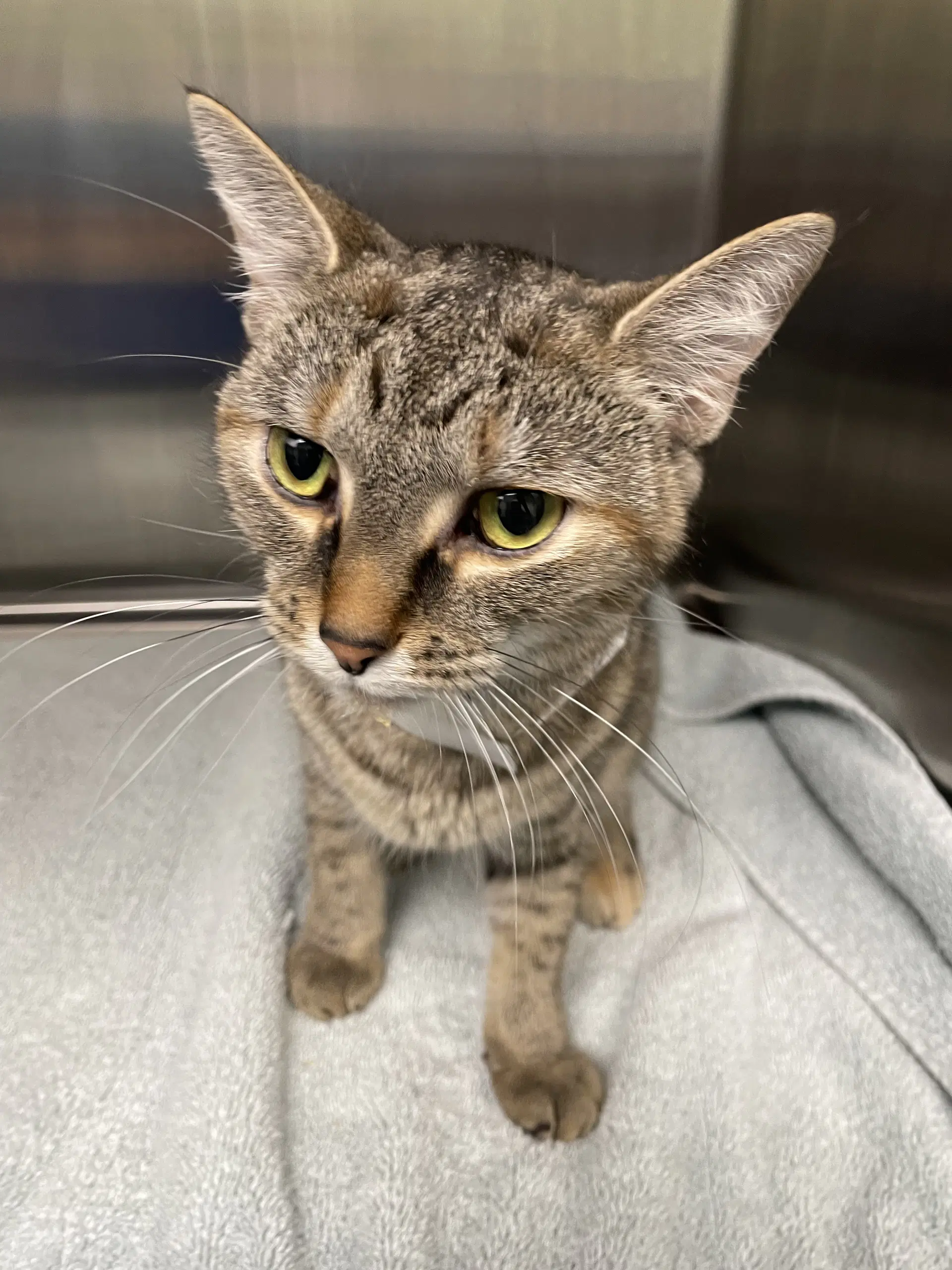 Zadie - Torbie