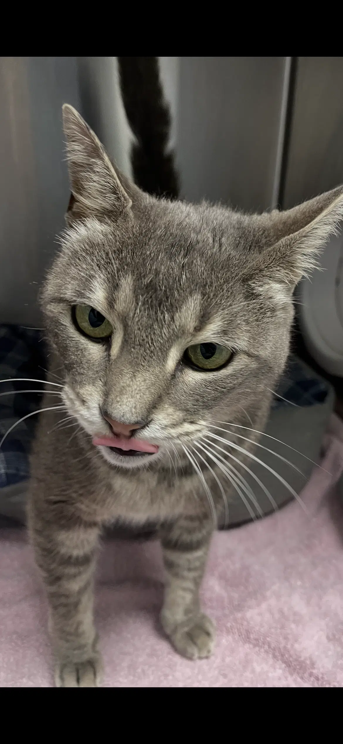 Tansy - Tabby