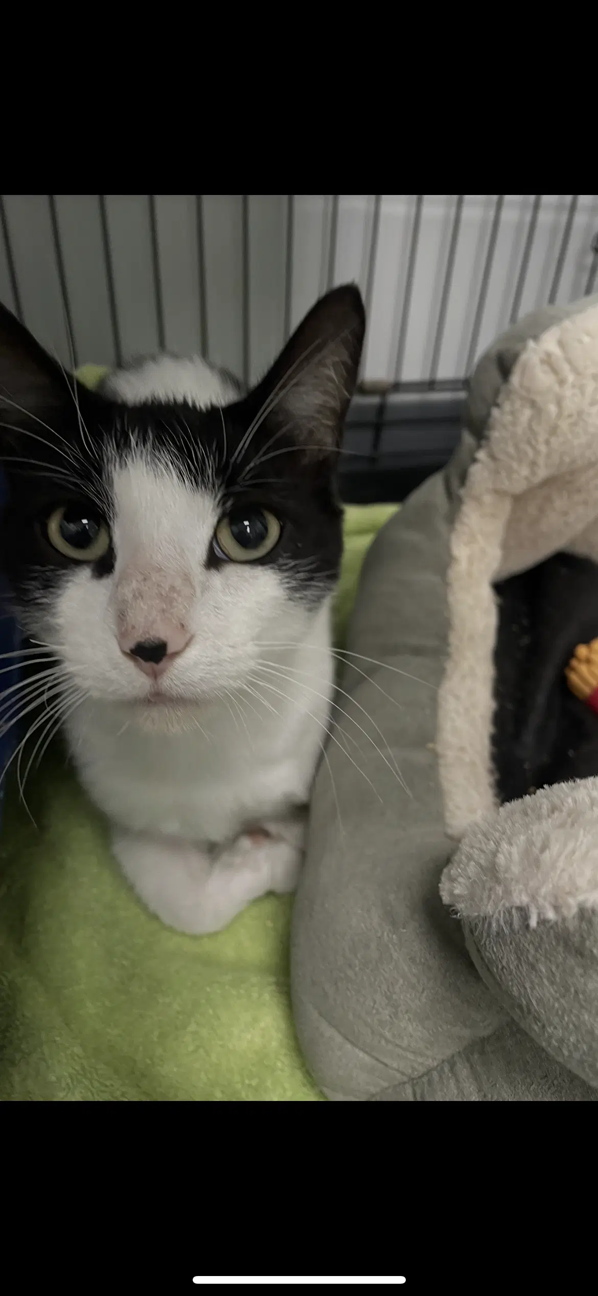 Lumi - Tuxedo