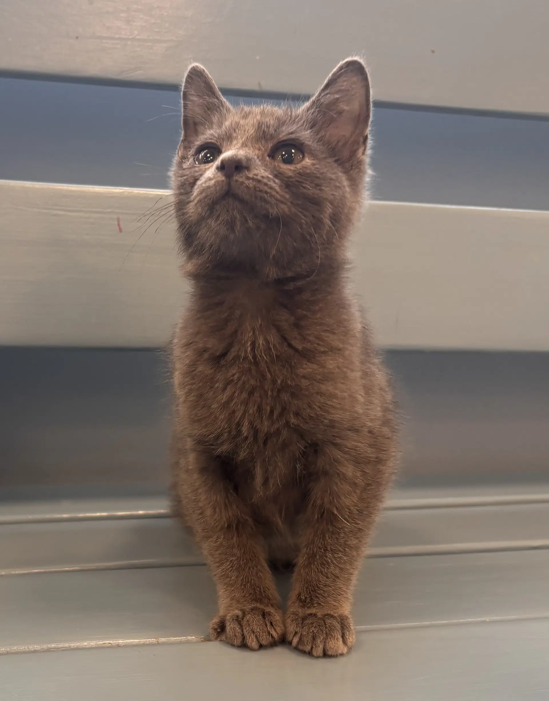 Eustace - Russian Blue