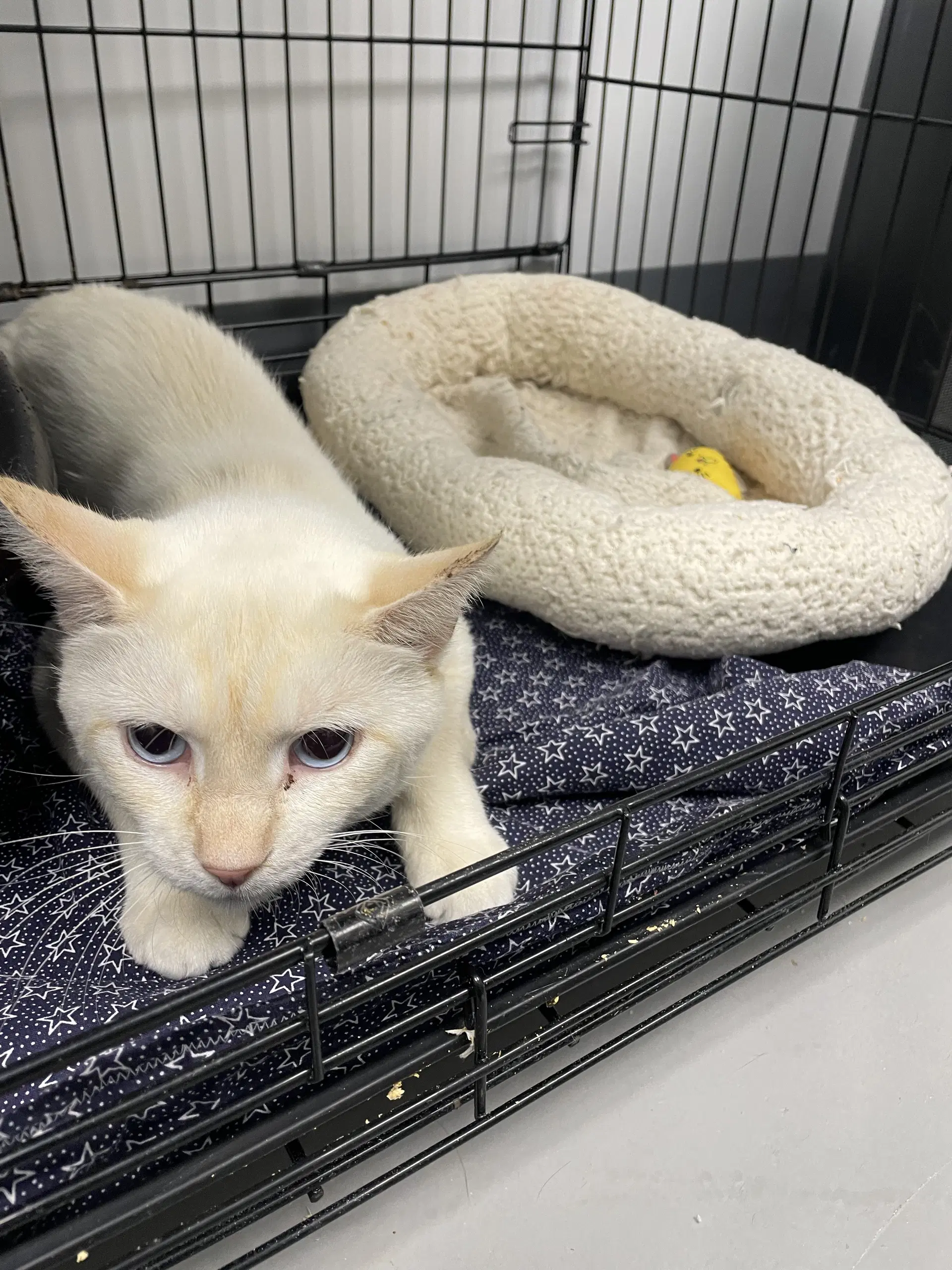 Mr Frodo - Siamese