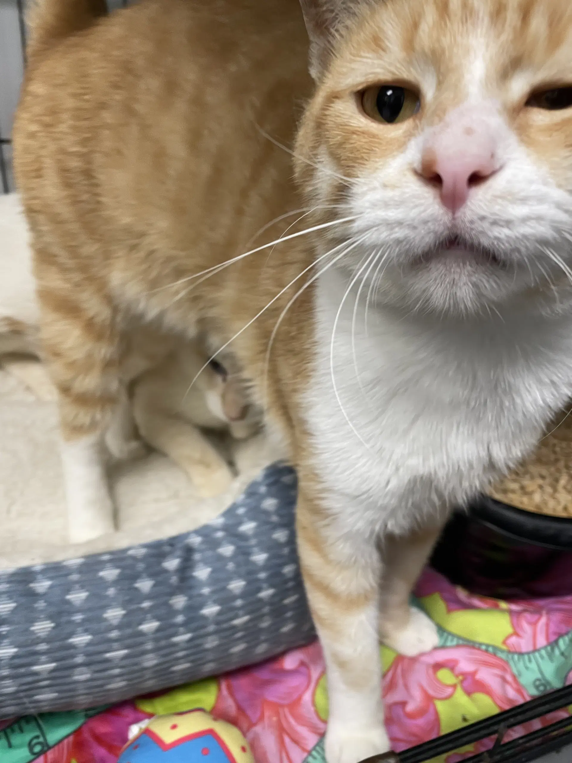 Samwise - Tabby