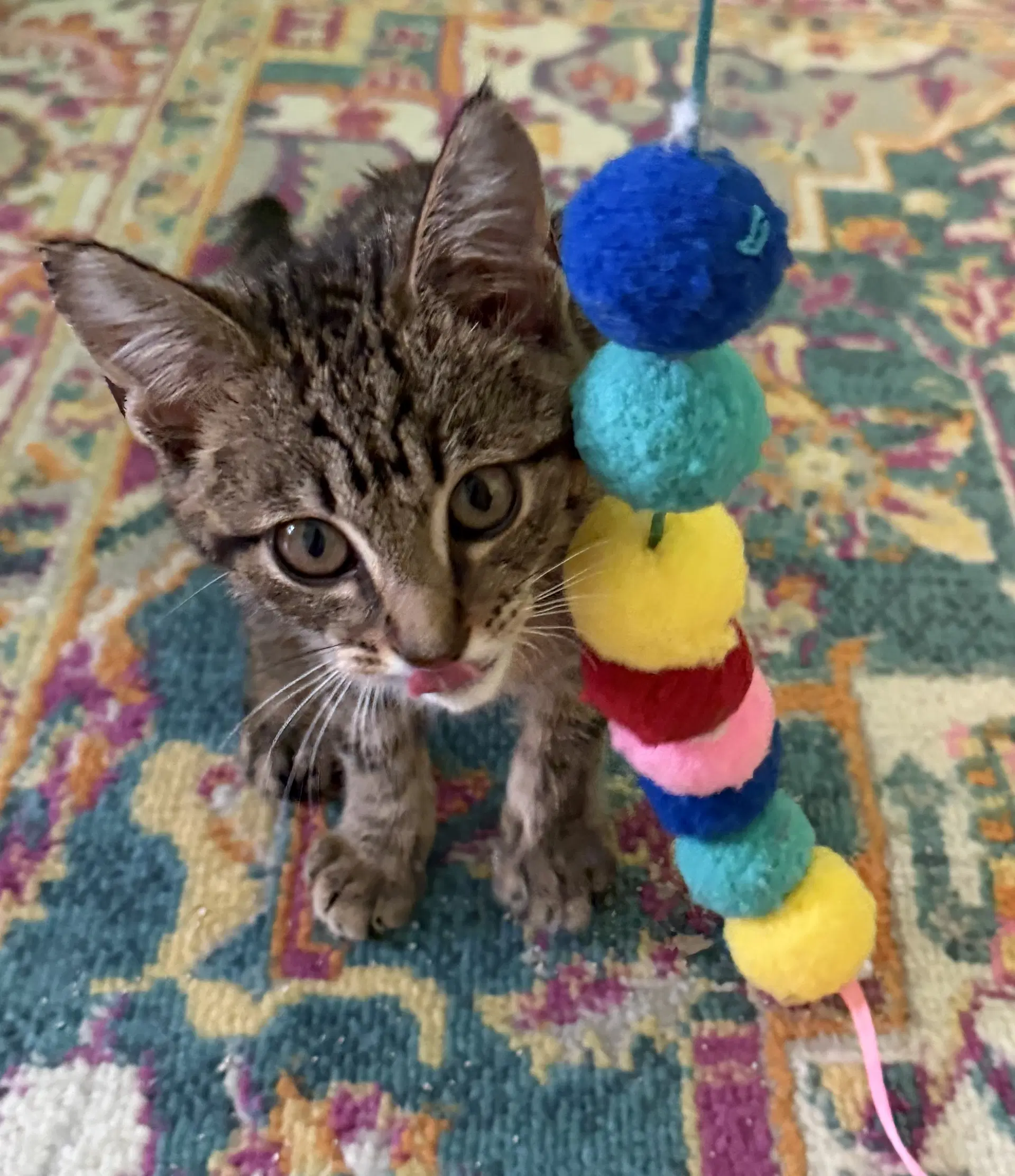 Sweet Pea - Tabby