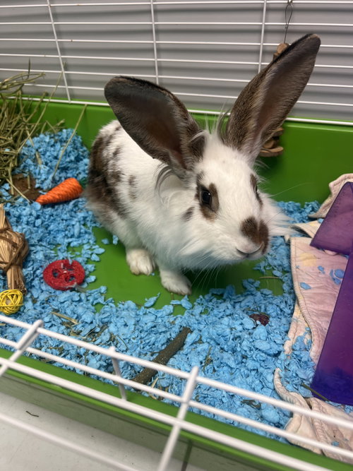 Sally, a rabbit for adoption from Scott County Humane Society