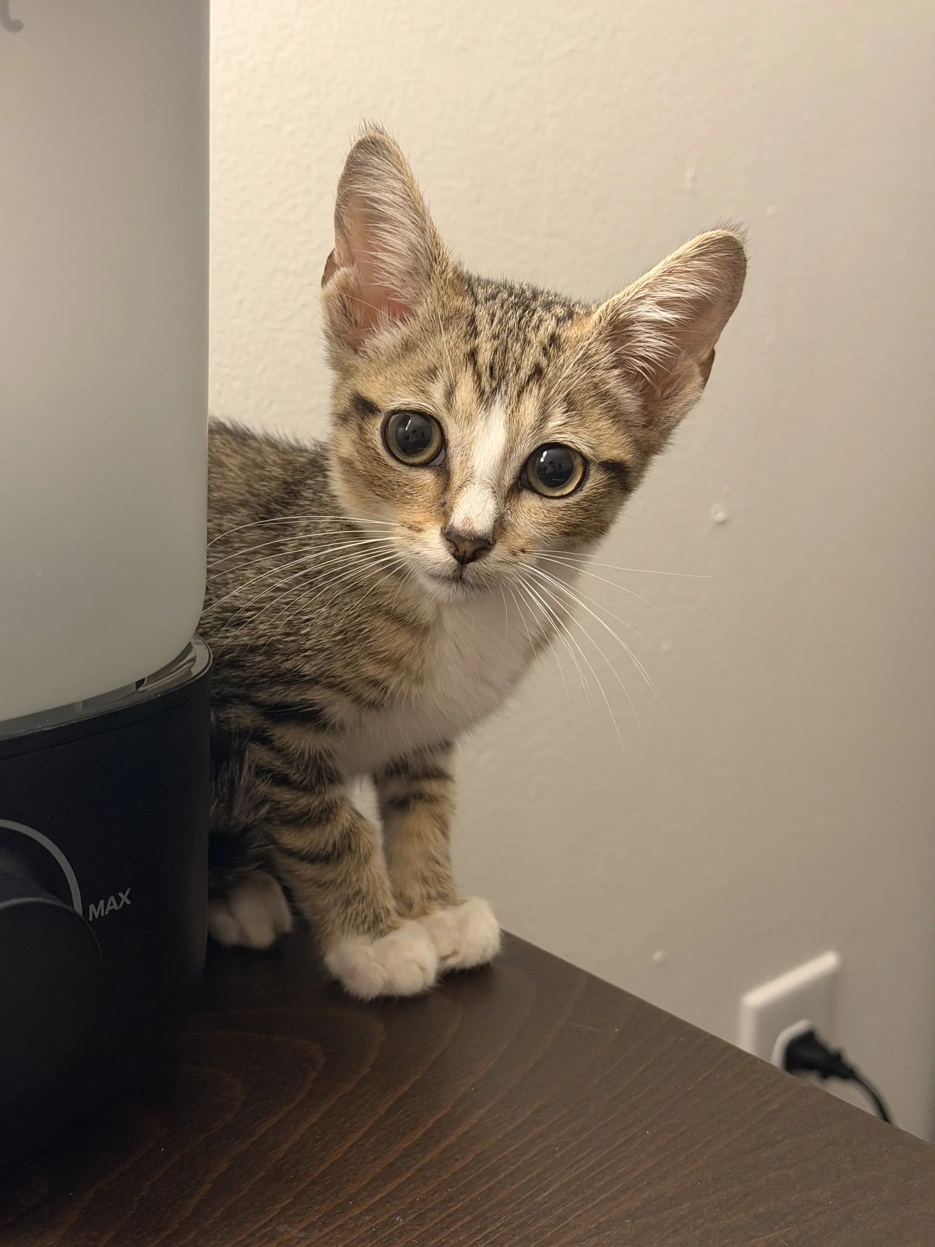 Kenny - Tabby