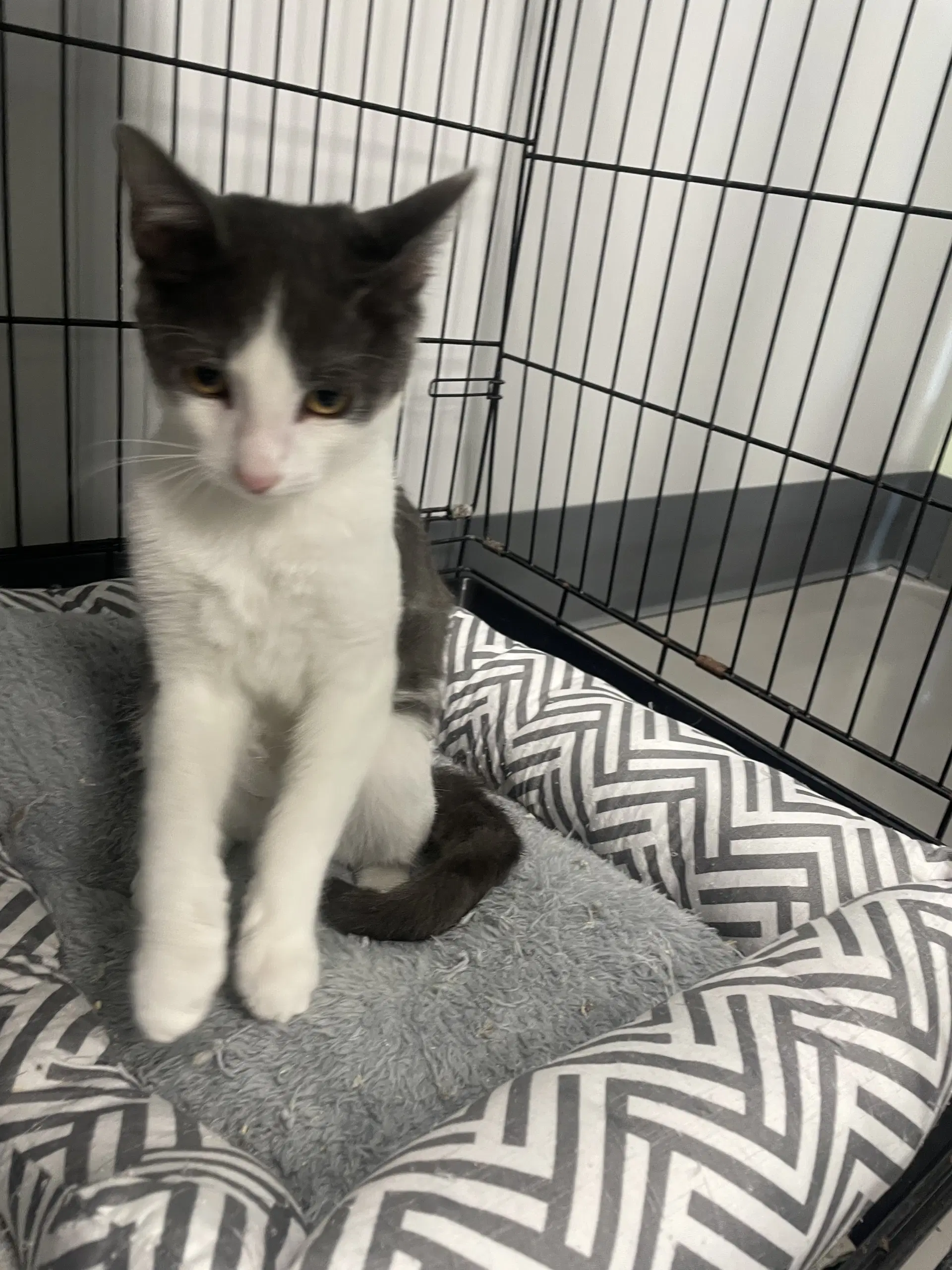 Hamish - Domestic Short Hair
