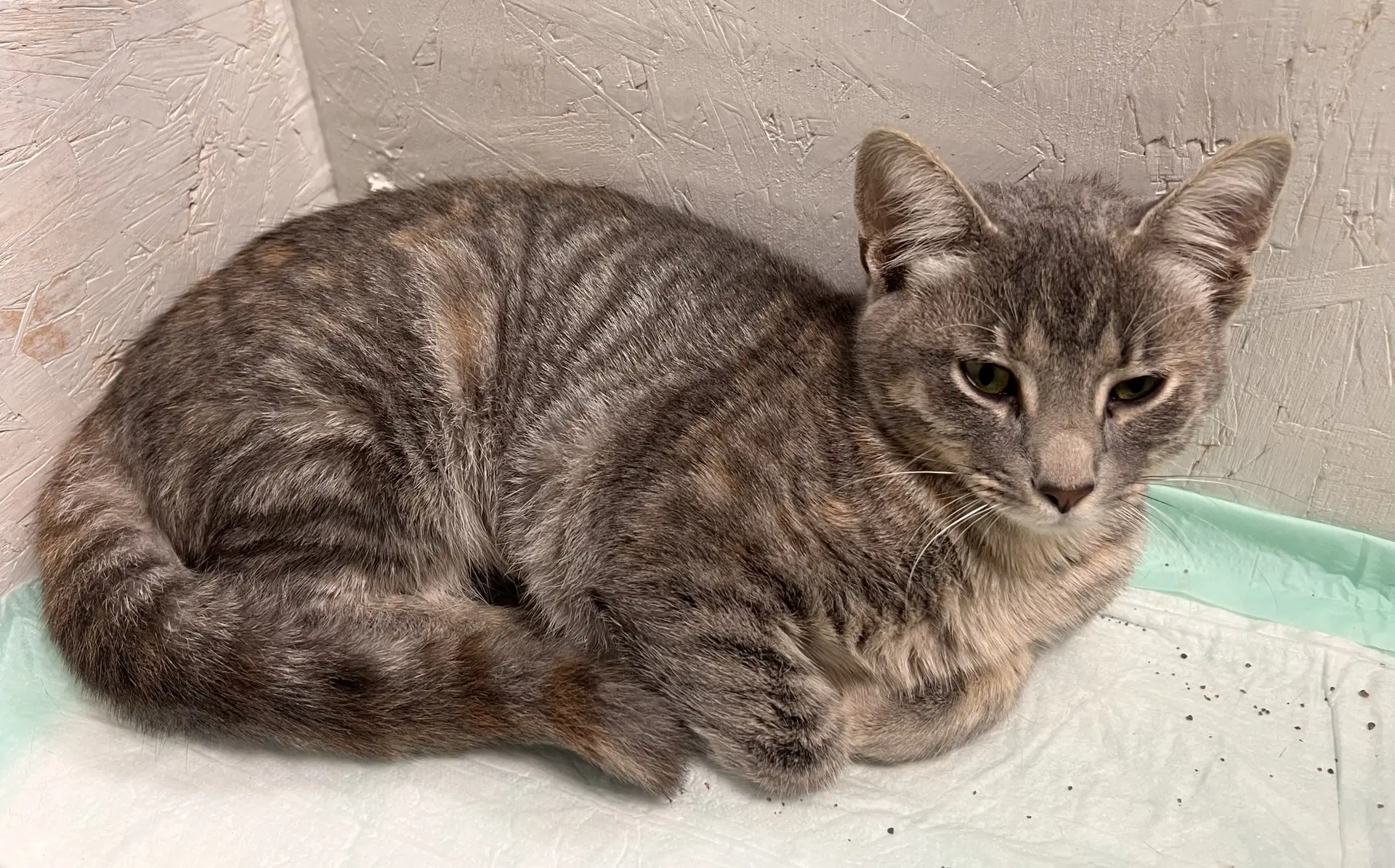 Wilma - Tabby