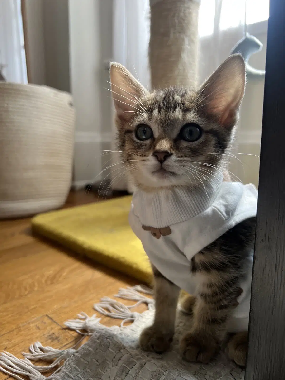 Wildcat - Tabby