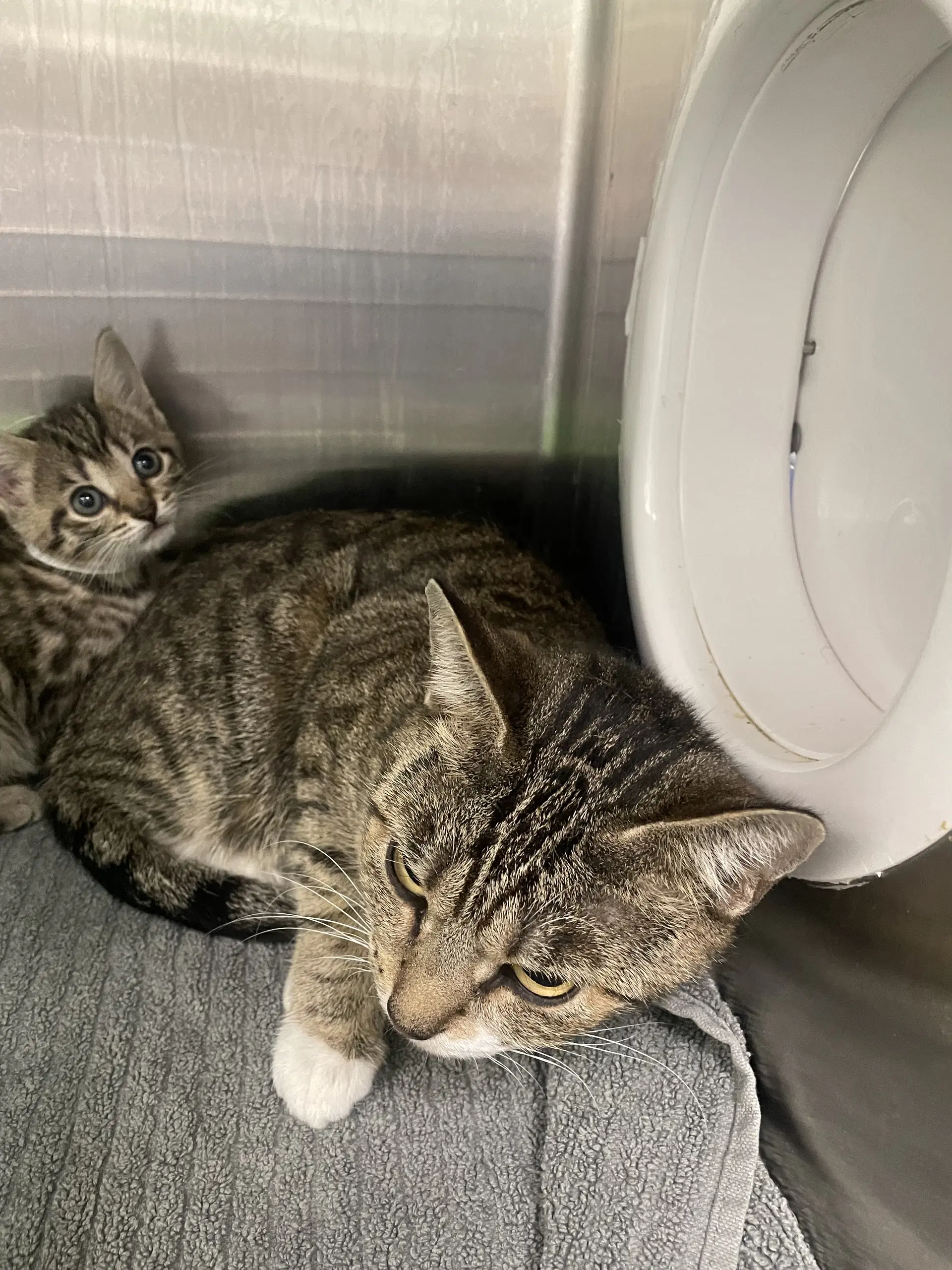 Tide Ps - Tabby