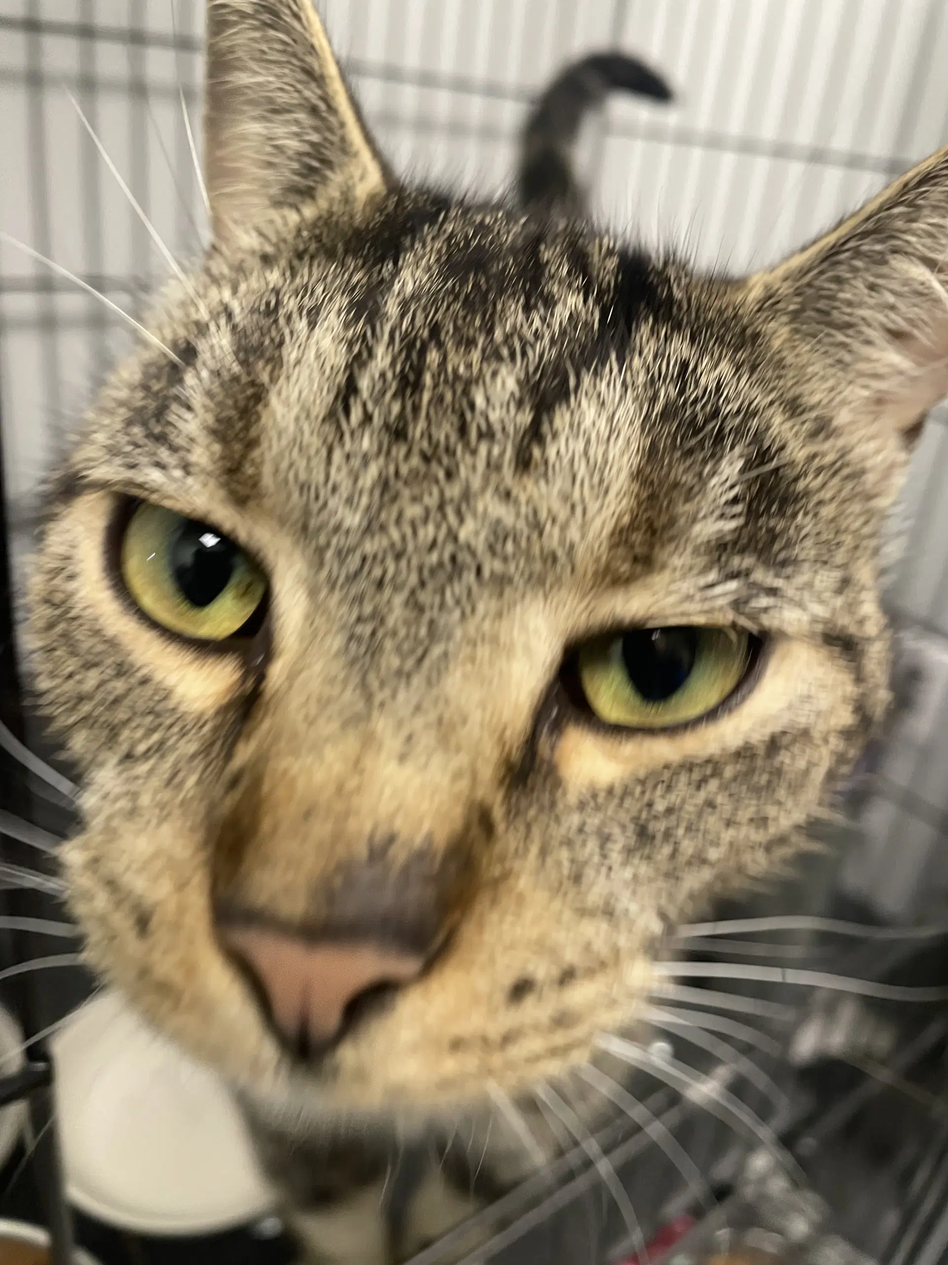 Athena - Tabby
