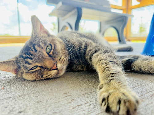 Photo 2 of Athena (FSG)