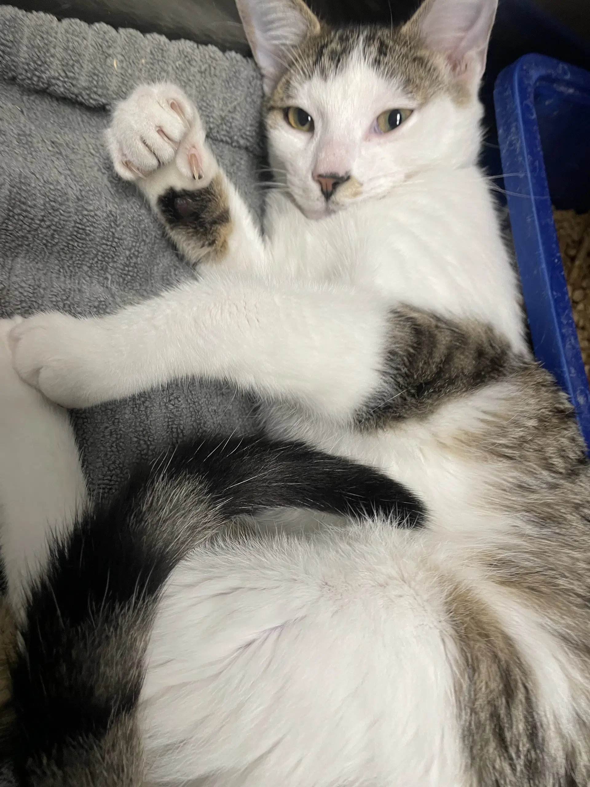 Tigger - Tabby
