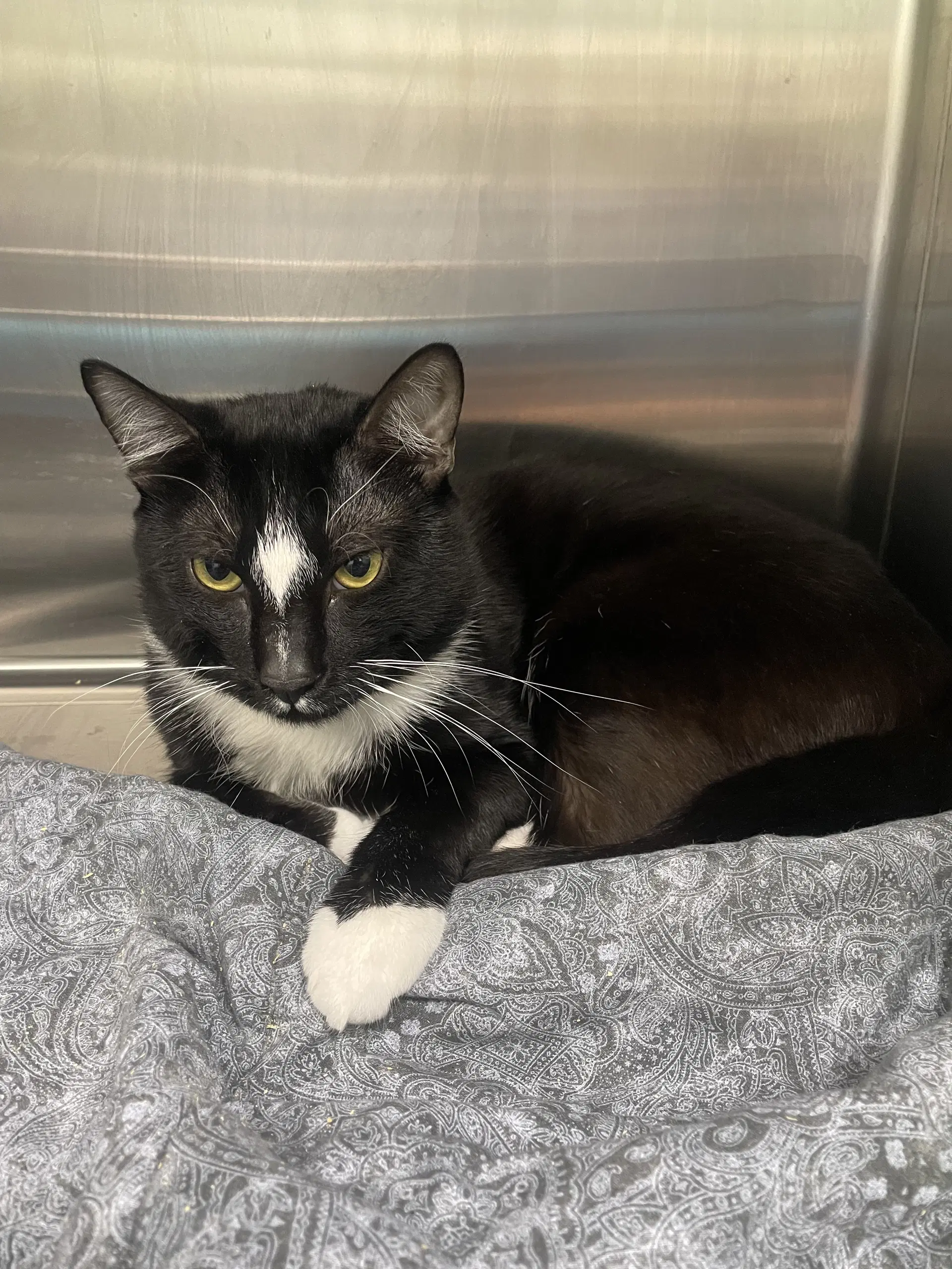 Skunk - Tuxedo