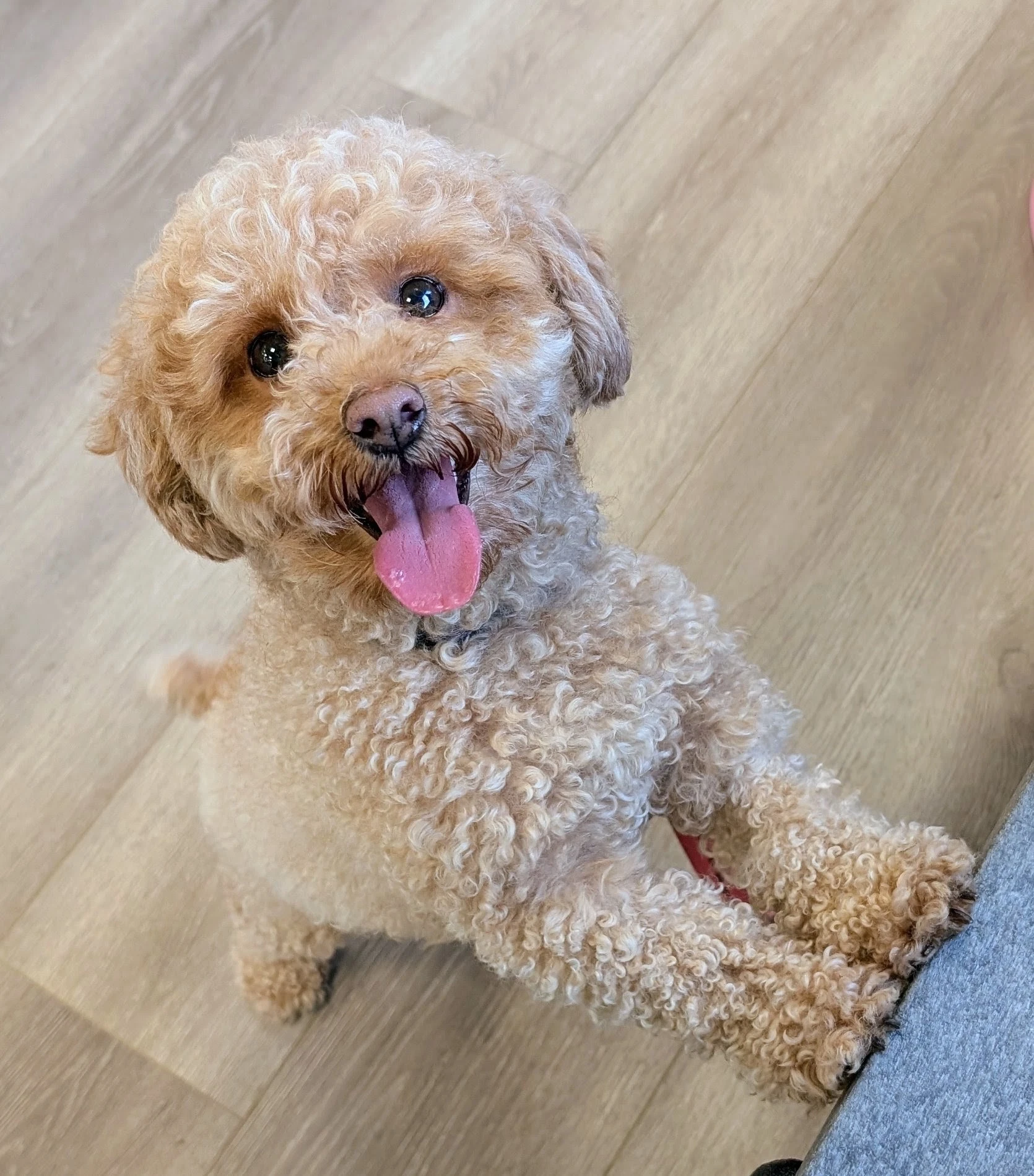 Koko