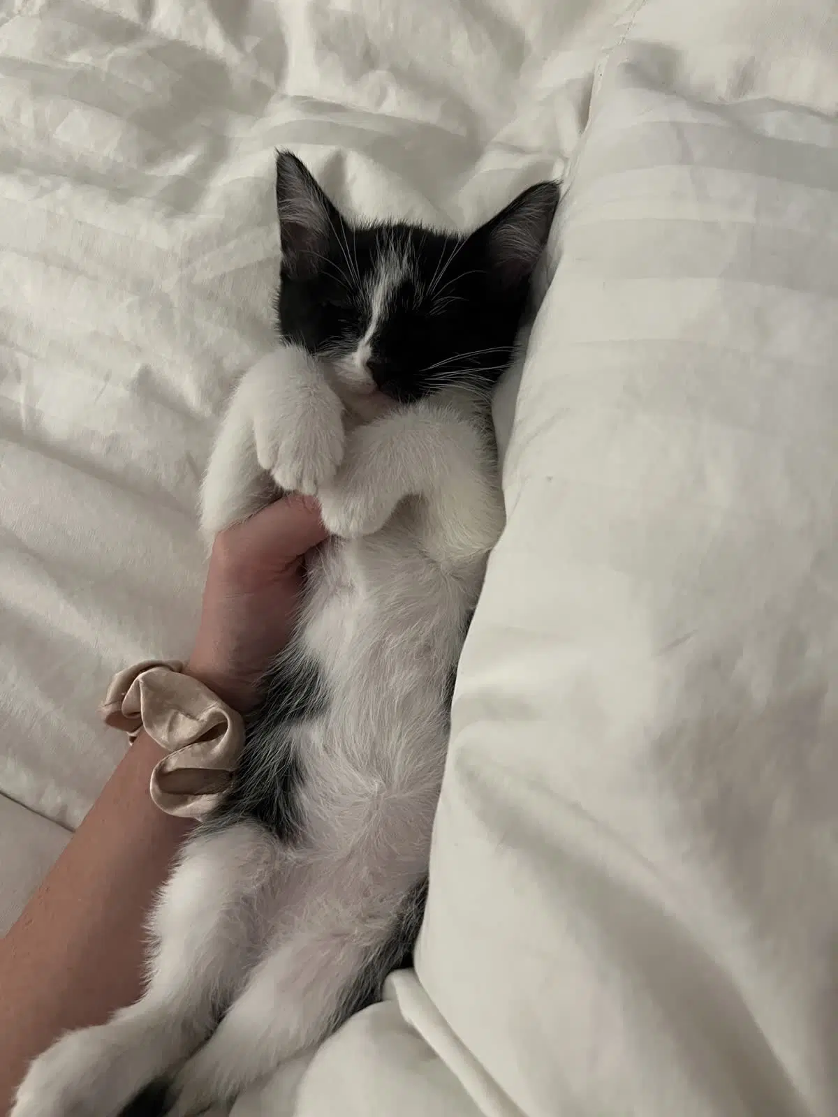 Dixie - Tuxedo