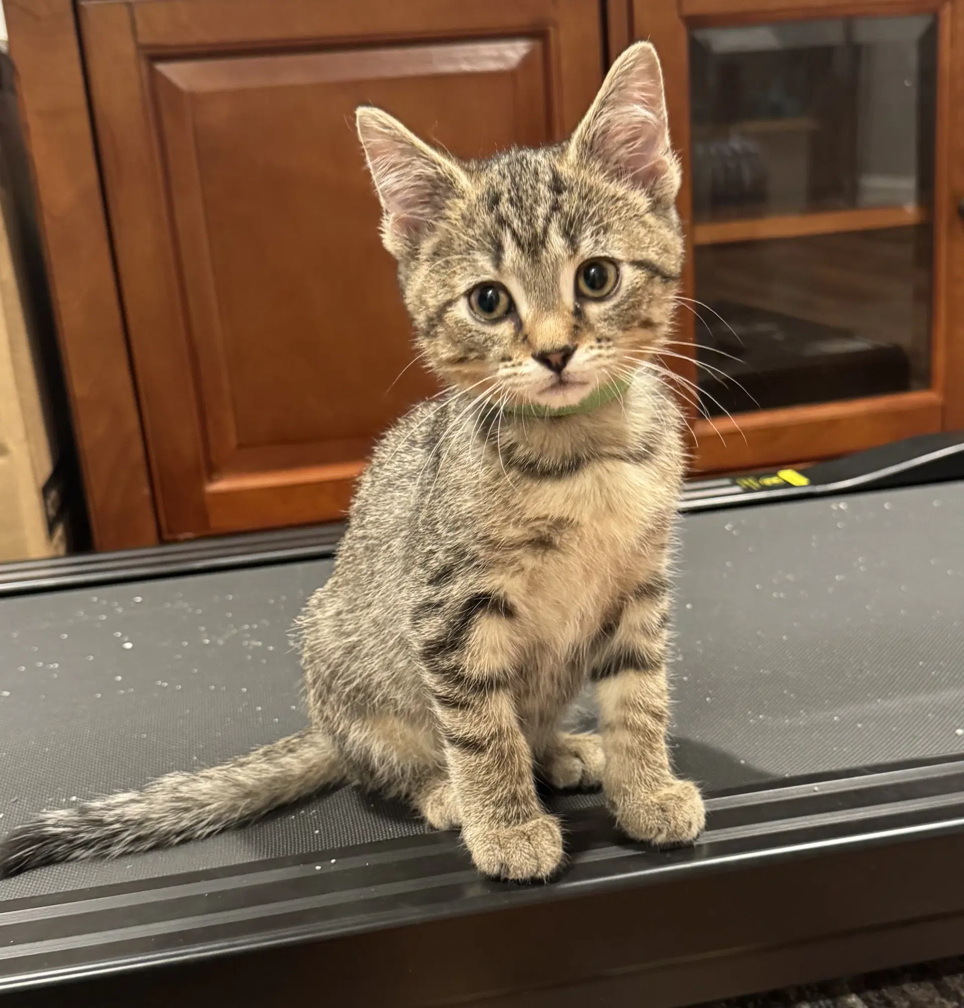 Yoshi - Tabby