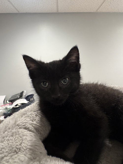 Goomba, a cat for adoption from Scott County Humane Society