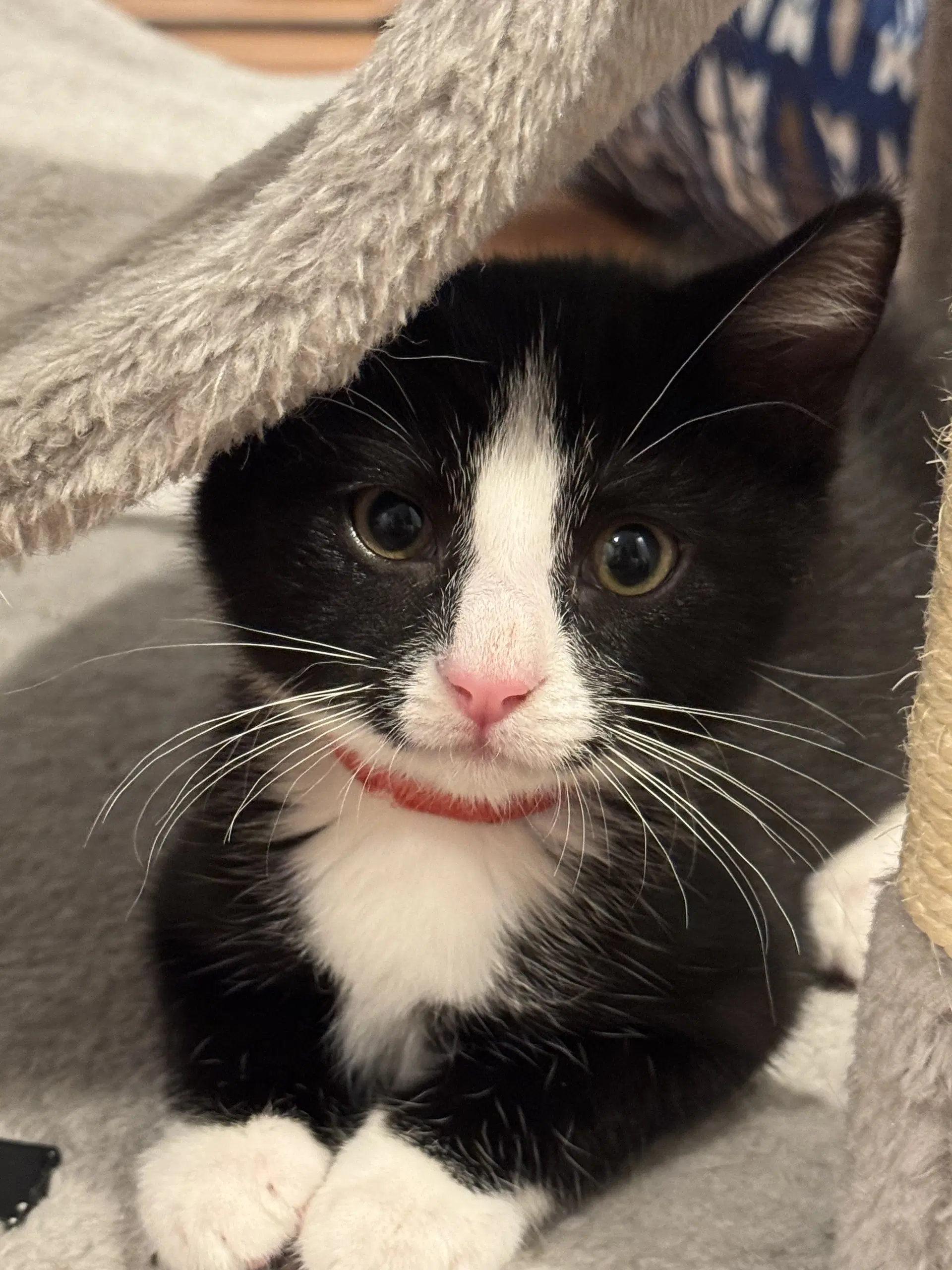 Mario - Tuxedo