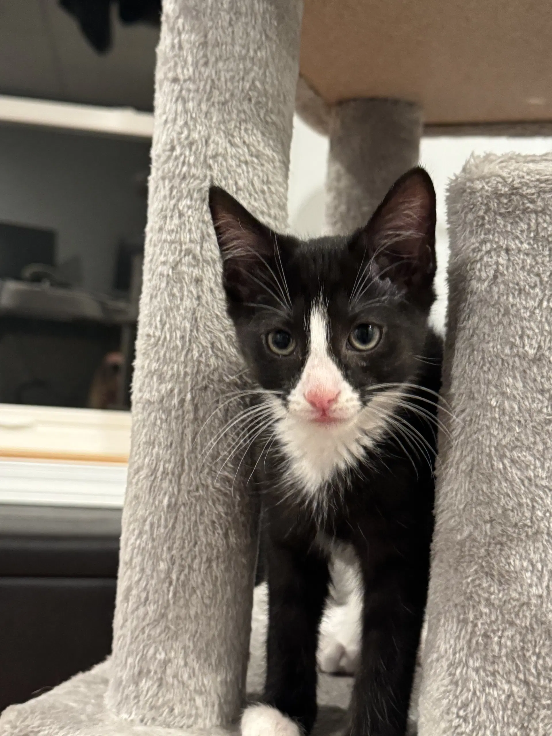 Luigi - Tuxedo