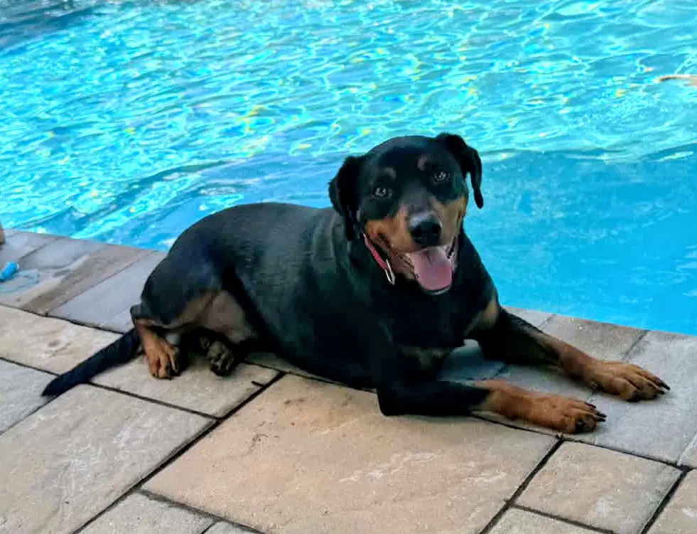 Duke - Labrador Retriever