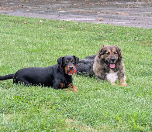 Photo 4 of Duke