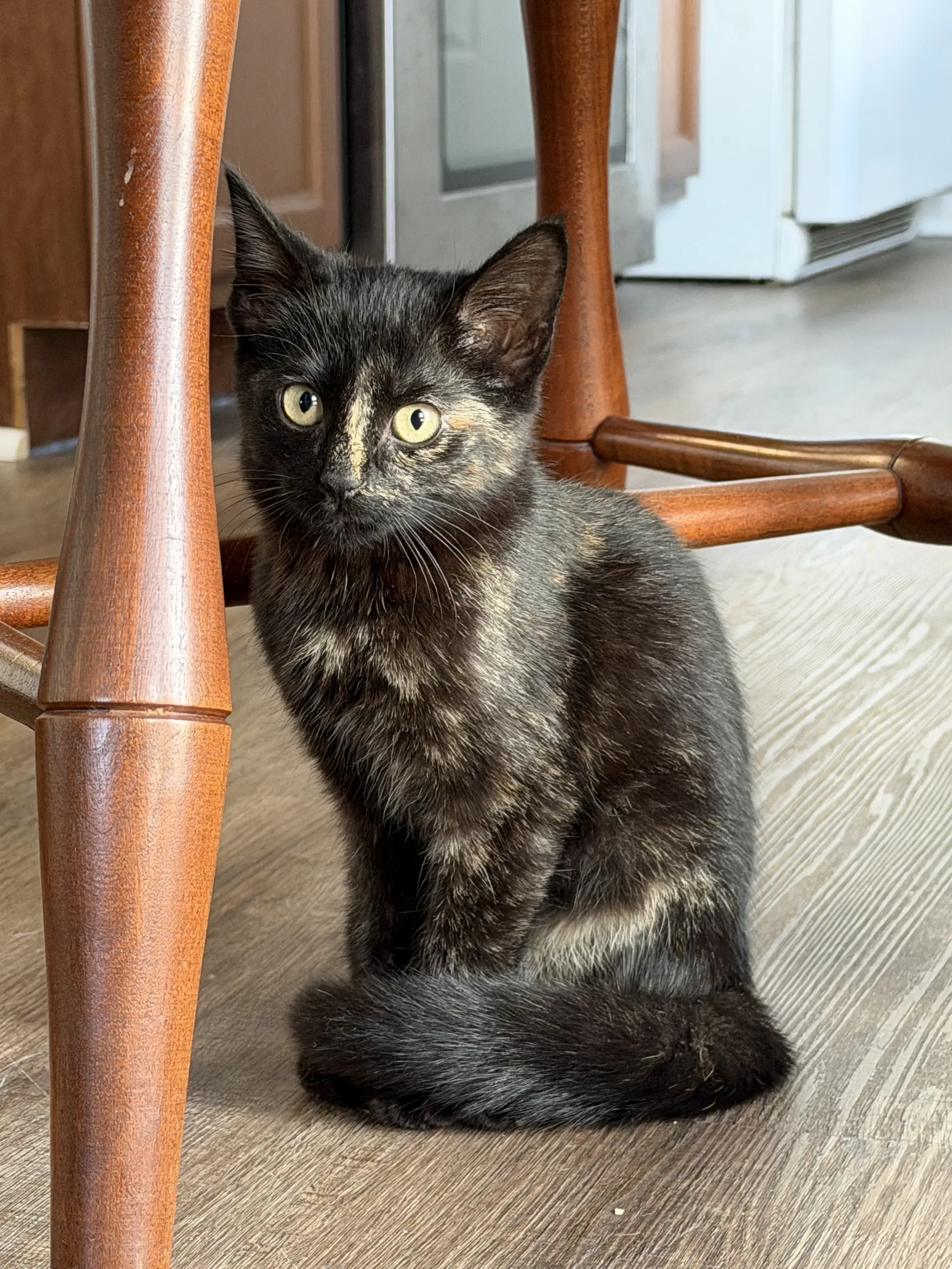 Mulch - Tortoiseshell