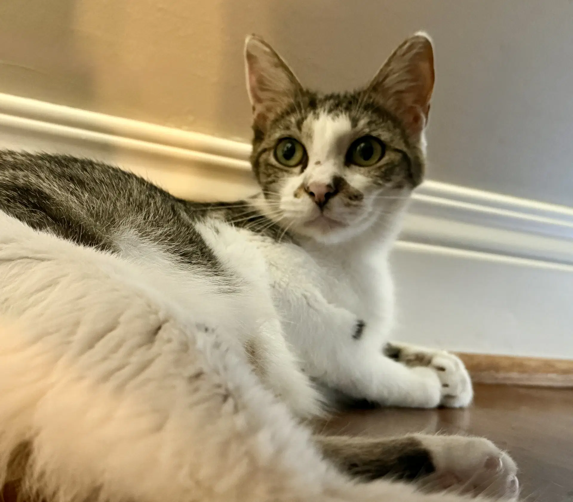 Astrid image 2