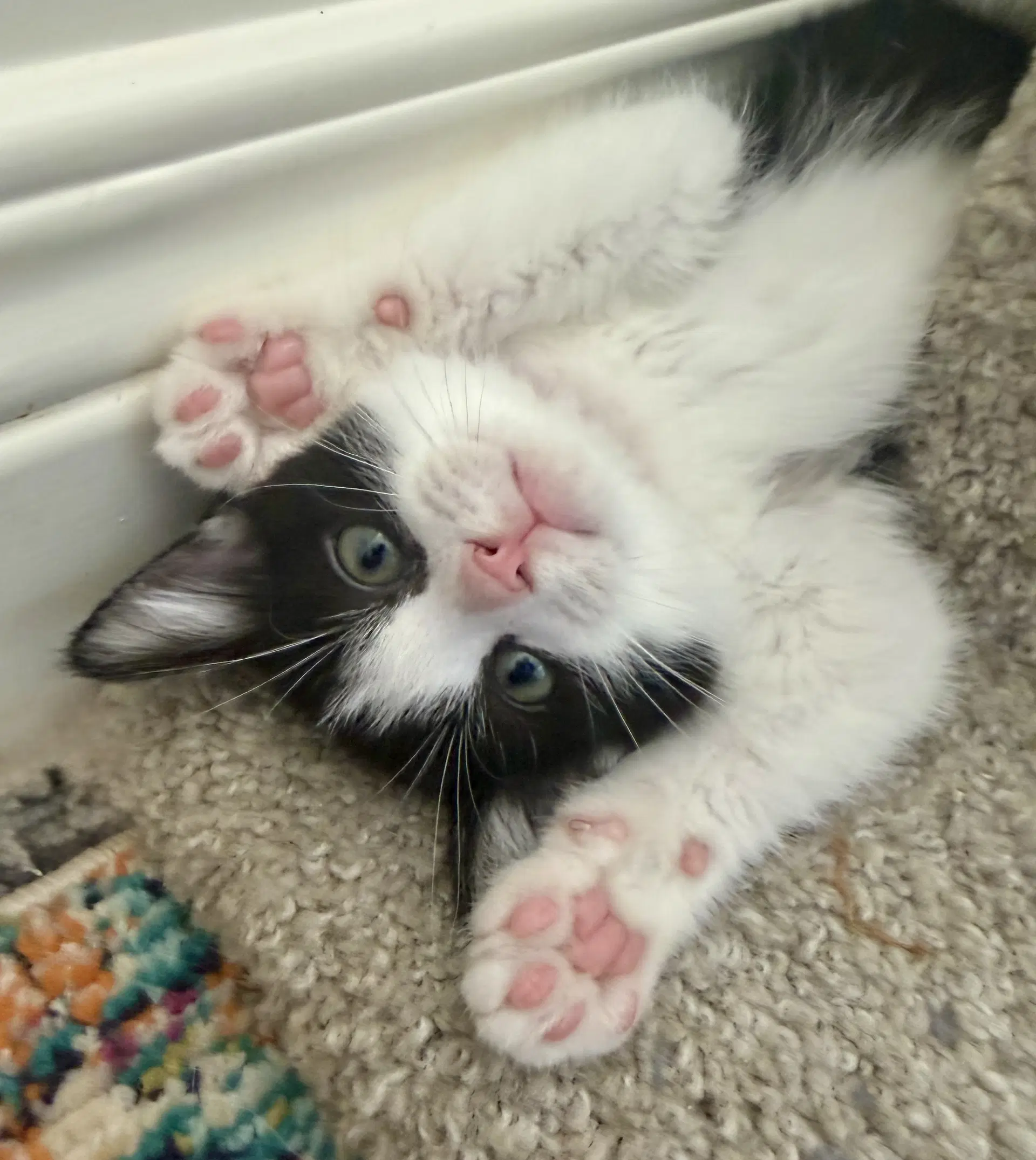 Sprinkles - Tuxedo