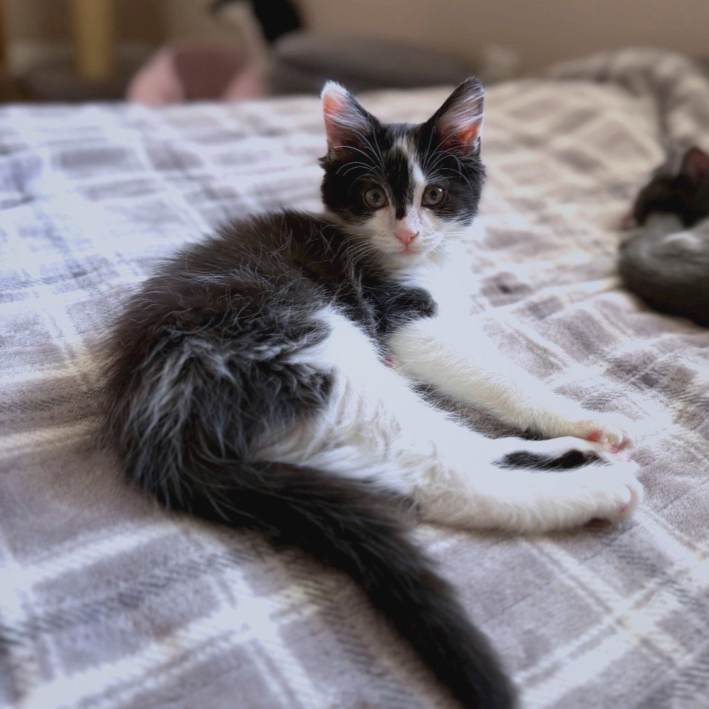 Badger, Domestic Long Hair