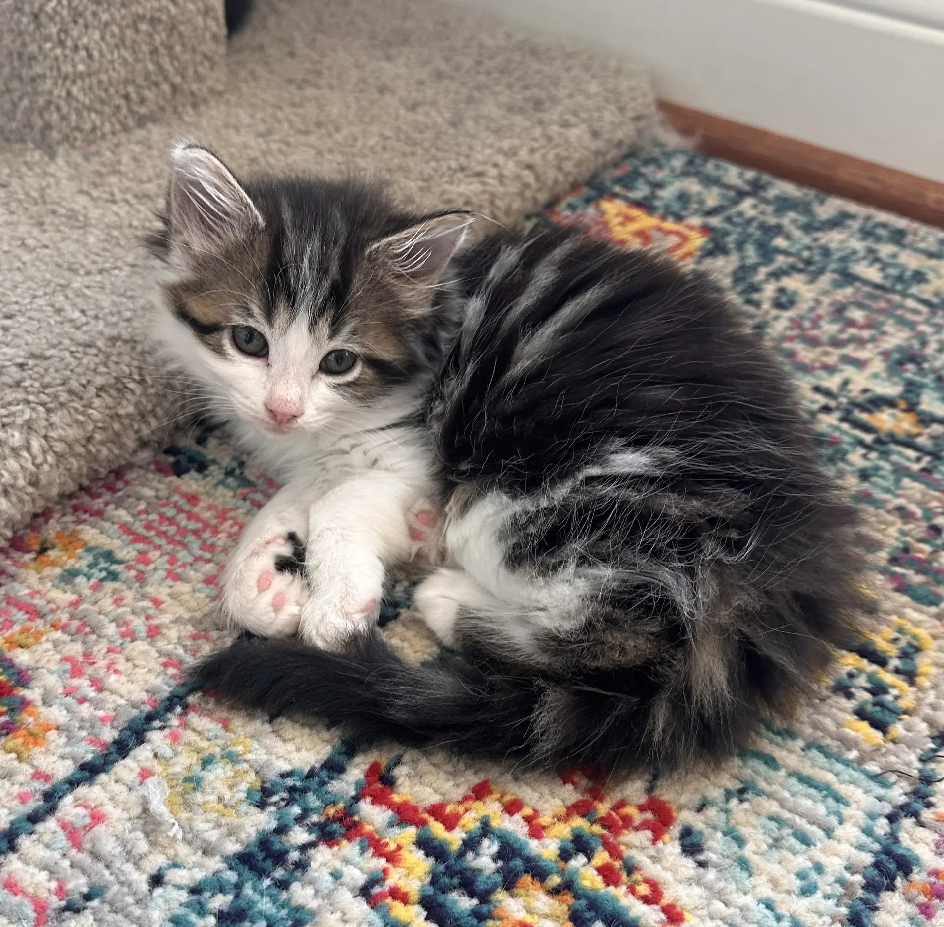 Poof - Domestic Long Hair