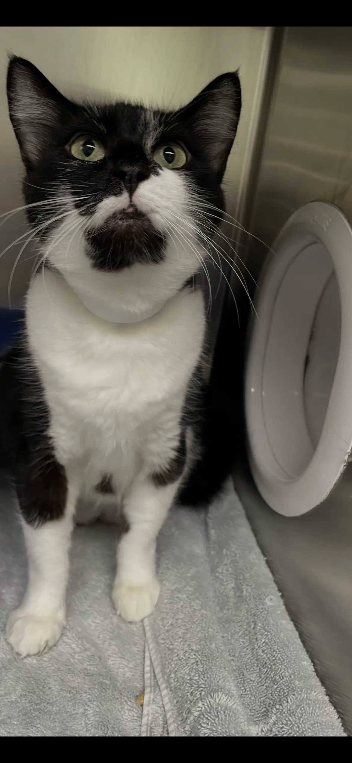 Martha - Domestic Short Hair