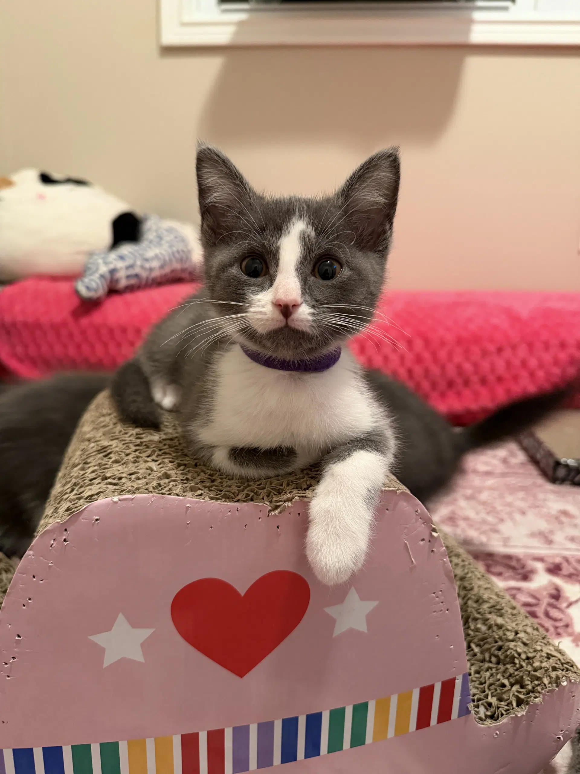 Petunia Rhubarb - Domestic Short Hair